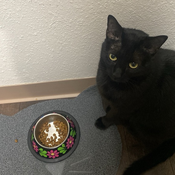 SUPPORT OUR STORE 🩷💐🐈‍⬛ ACCEPTING REASONABLE OFFERS  RIGHT NOW 💕👏🏻 - Picture 2 of 3